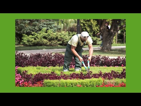 Cursos de jardinería para aficionados: aprende a cultivar tus plantas